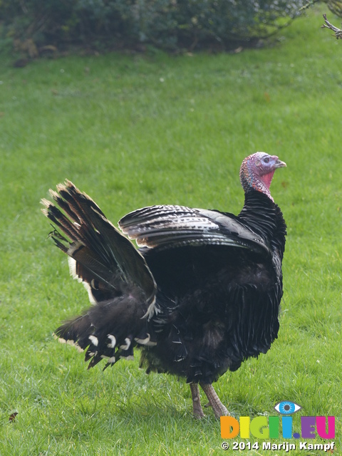 LZ00476 Turkey in St Fagans